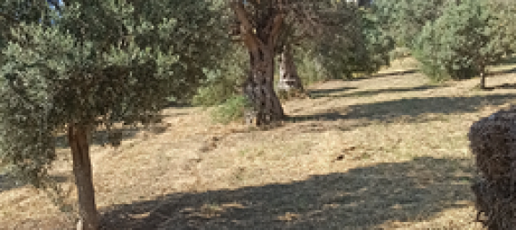 Grundstück in Gerace, Italy 13000m², Nr. 267250 3