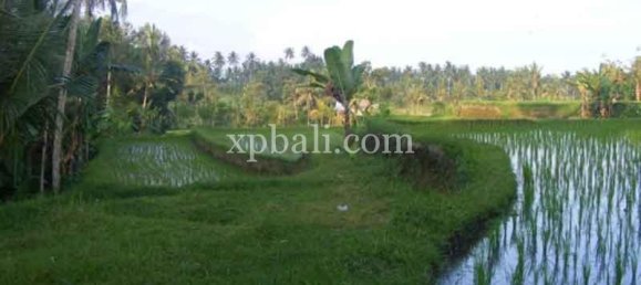 Terreno en Ubud, Indonesia 38000 m² No. 3853 15