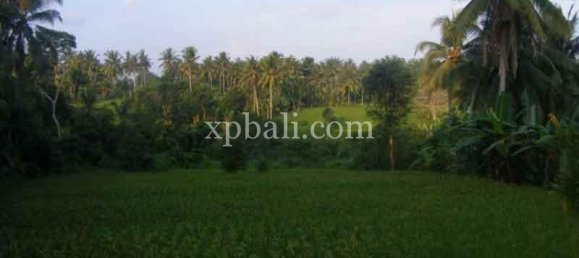 Terreno en Ubud, Indonesia 38000 m² No. 3853 4