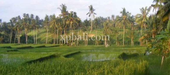 Terreno en Ubud, Indonesia 38000 m² No. 3853 5
