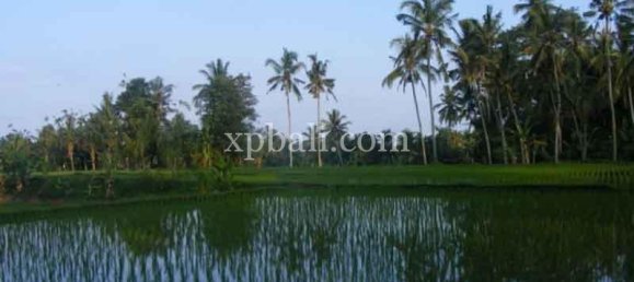 Terreno en Ubud, Indonesia 38000 m² No. 3853 2