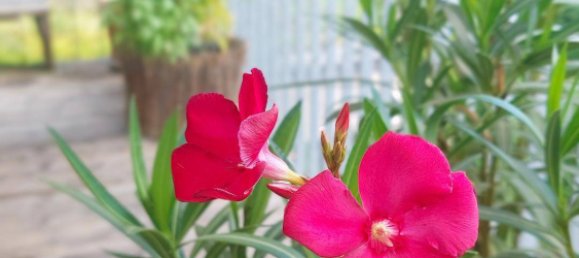 3 غرف نوم تاون هاوس في Ampass, Austria رقم 131362 19