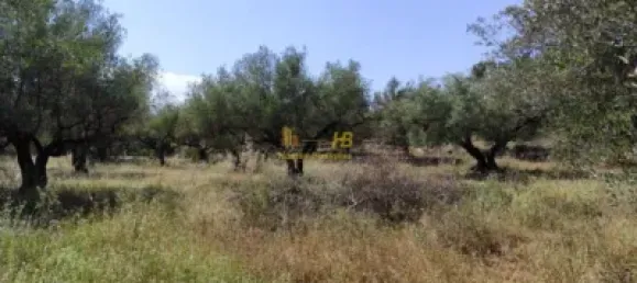 2868m² Land in Roquetes, Spain No. 165133 17