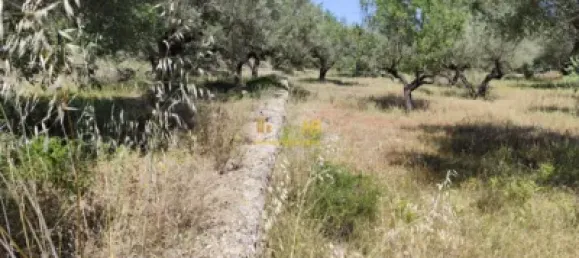 2868m² Land in Roquetes, Spain No. 165133 12