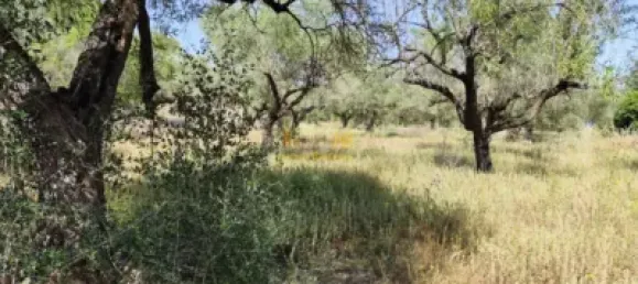 2868m² Land in Roquetes, Spain No. 165133 14