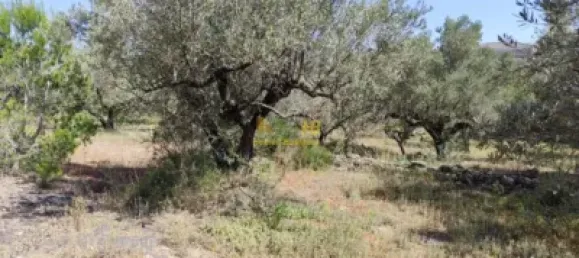 2868m² Land in Roquetes, Spain No. 165133 10
