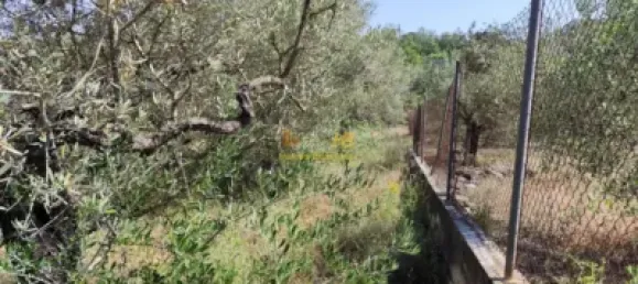 2868m² Land in Roquetes, Spain No. 165133 8