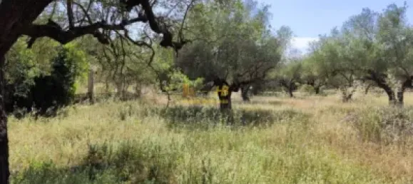 2868m² Land in Roquetes, Spain No. 165133 18