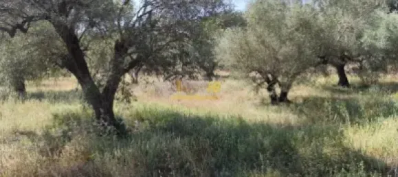 2868m² Land in Roquetes, Spain No. 165133 22