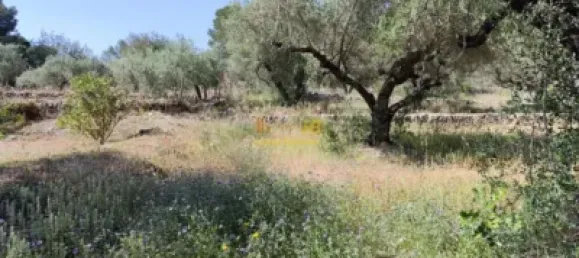 2868m² Land in Roquetes, Spain No. 165133 15