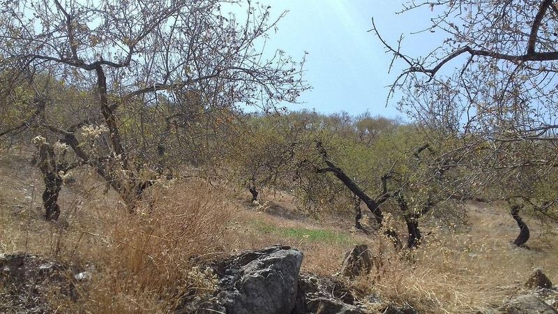 Grundstück in Pinares de San Anton, Spain 27000m², Nr. 220051