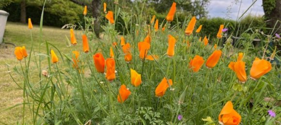 Land in Enzkreis, Germany No. 292491 14