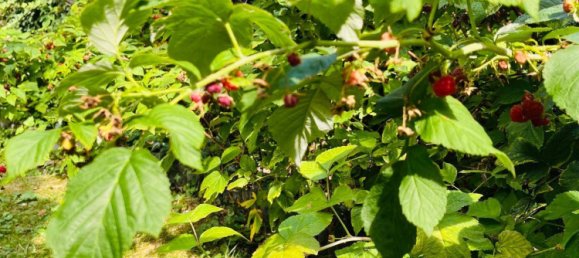 Дом с 5 комнатами в Вена, Австрия № 239411 8