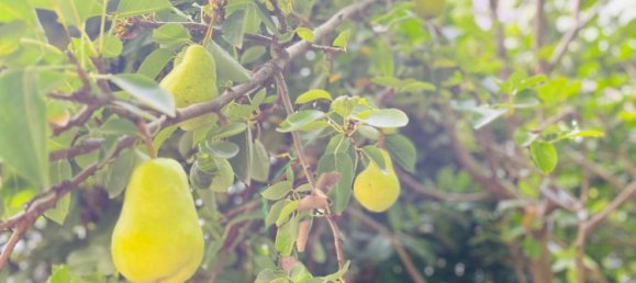 Дом с 5 комнатами в Вена, Австрия № 239411 9