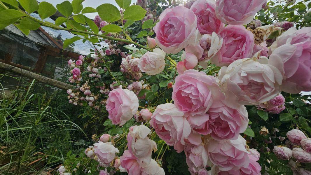 5 rooms House in Graz-Umgebung, Austria No. 170106