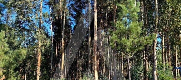 5490m² Land in Anadia, Portugal No. 89596 3