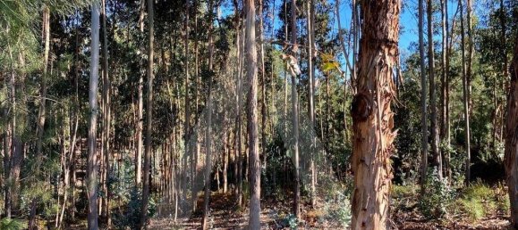 5490m² Land in Anadia, Portugal No. 89596 11