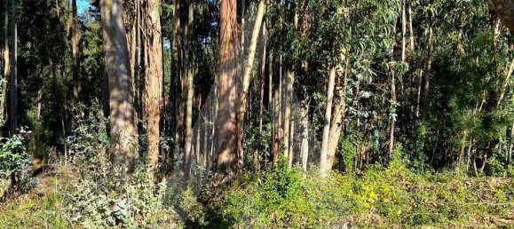 5490m² Land in Anadia, Portugal No. 89596 10