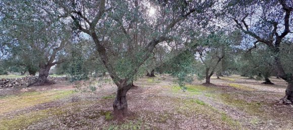 2-salle Maison à Ostuni, Italy No. 24617 6