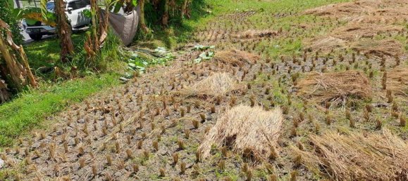 Terrain à West Nusa Tenggara, Indonesia 4600m² No. 4064 4