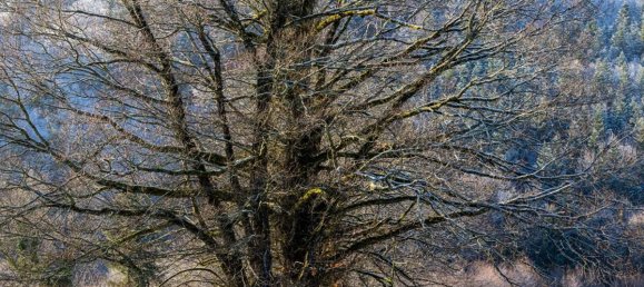 قطعة أرض في Violay, France 865متر مربع رقم 319303 9