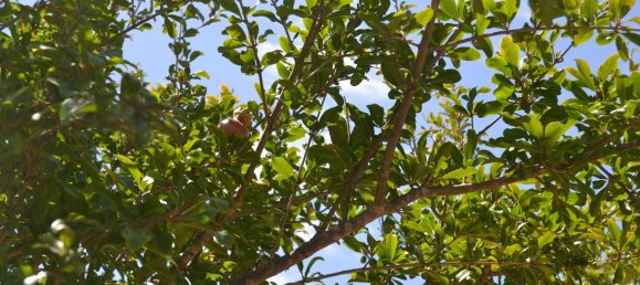 4500m² Land in Cadiz, Spain No. 145087 5