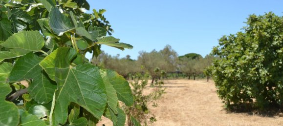 4500m² Land in Cadiz, Spain No. 145087 16