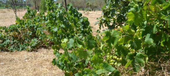 4500m² Land in Cadiz, Spain No. 145087 15