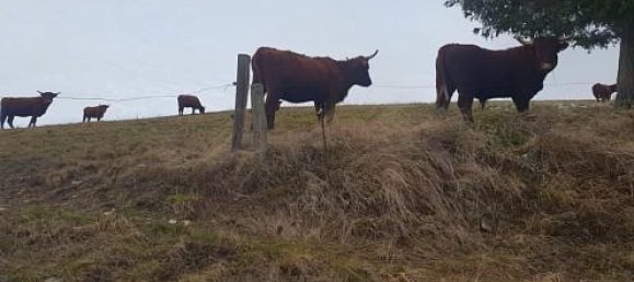 Casa T3 em Sainte-Croix-aux-Mines, France N.º 99482 21