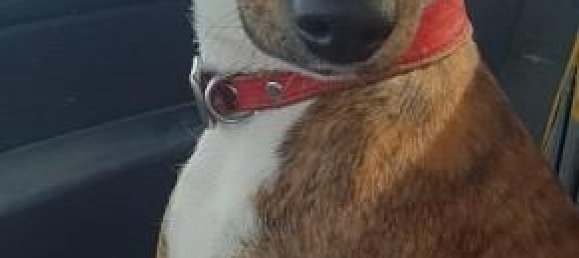 Casa T3 em Sainte-Croix-aux-Mines, France N.º 99482 24