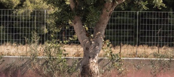 4 غرف نوم فيلا في Artemida, Greece رقم 2278 15