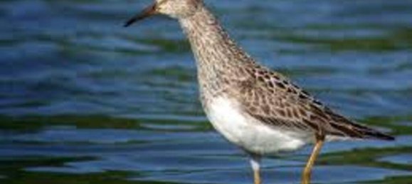 Grundstück in Setubal, Portugal 160000m², Nr. 119306 10