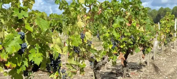  قطعة أرض في Listrac-Medoc, France 1997متر مربع رقم 352977 3