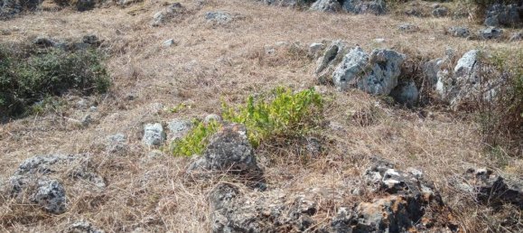 قطعة أرض في Tricase, Italy رقم 373371 16