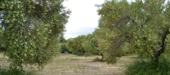 Hotel en Chalkidiki, Greece 6012 m² No. 6288 2