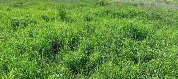  قطعة أرض في Roccastrada, Italy 60000متر مربع رقم 136313 5