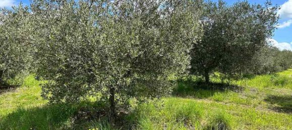  قطعة أرض في Roccastrada, Italy 60000متر مربع رقم 136313 3