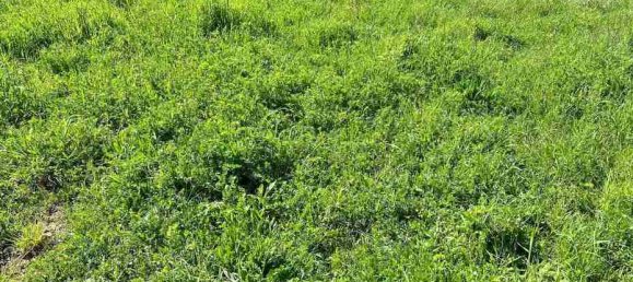  قطعة أرض في Roccastrada, Italy 60000متر مربع رقم 136313 17