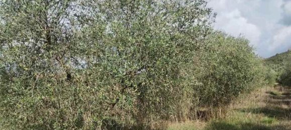  قطعة أرض في Roccastrada, Italy 60000متر مربع رقم 136313 8