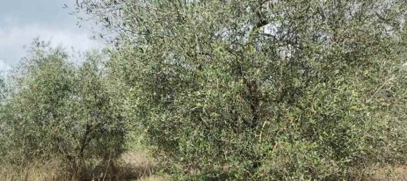  قطعة أرض في Roccastrada, Italy 60000متر مربع رقم 136313 7