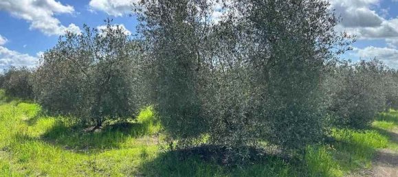  قطعة أرض في Roccastrada, Italy 60000متر مربع رقم 136313 14