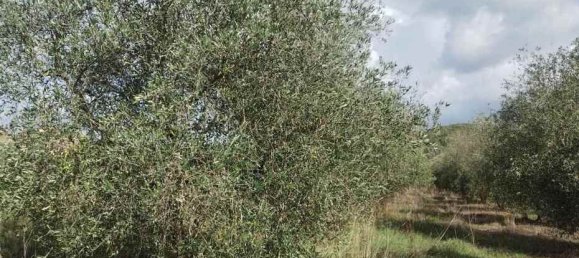  قطعة أرض في Roccastrada, Italy 60000متر مربع رقم 136313 9