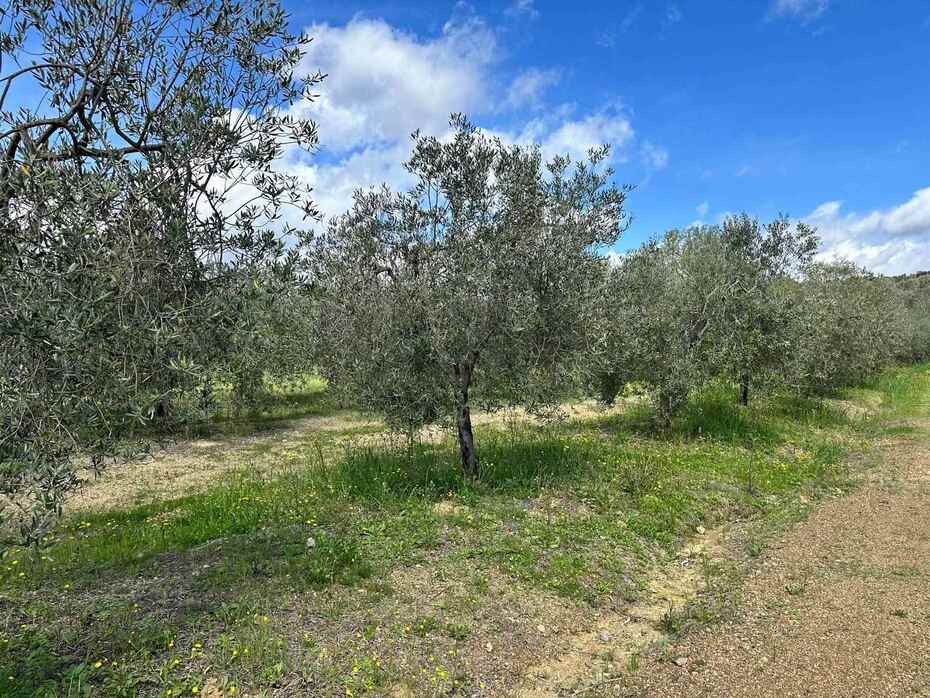  قطعة أرض في Roccastrada, Italy 60000متر مربع رقم 136313