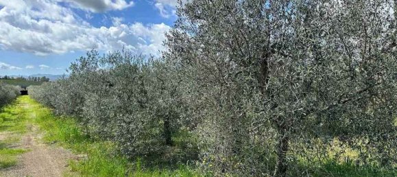  قطعة أرض في Roccastrada, Italy 60000متر مربع رقم 136313 2