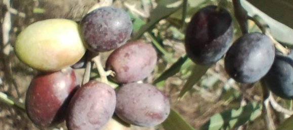  قطعة أرض في Roccastrada, Italy 60000متر مربع رقم 136313 13