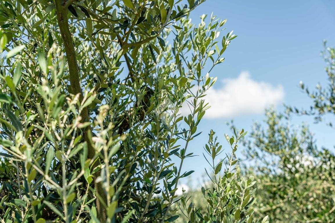 Terreno em Verona, Italy 5500 m² N.º 323394