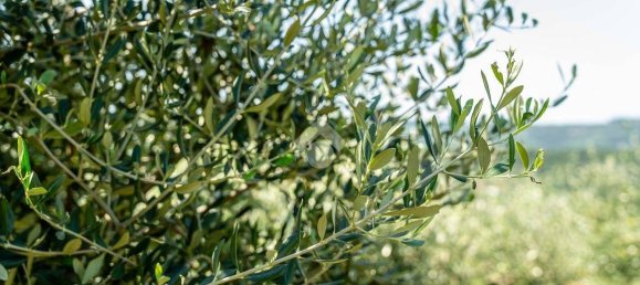 Terreno em Verona, Italy 5500 m² N.º 323394 11