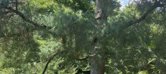 10 rooms Villa in Stresa, Italy No. 306458 20