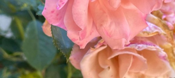 10 rooms Villa in Stresa, Italy No. 306458 12