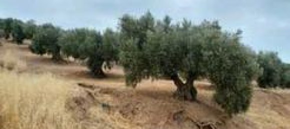 Земельный участок 5000м² в Андалусия, Испания № 186708 2